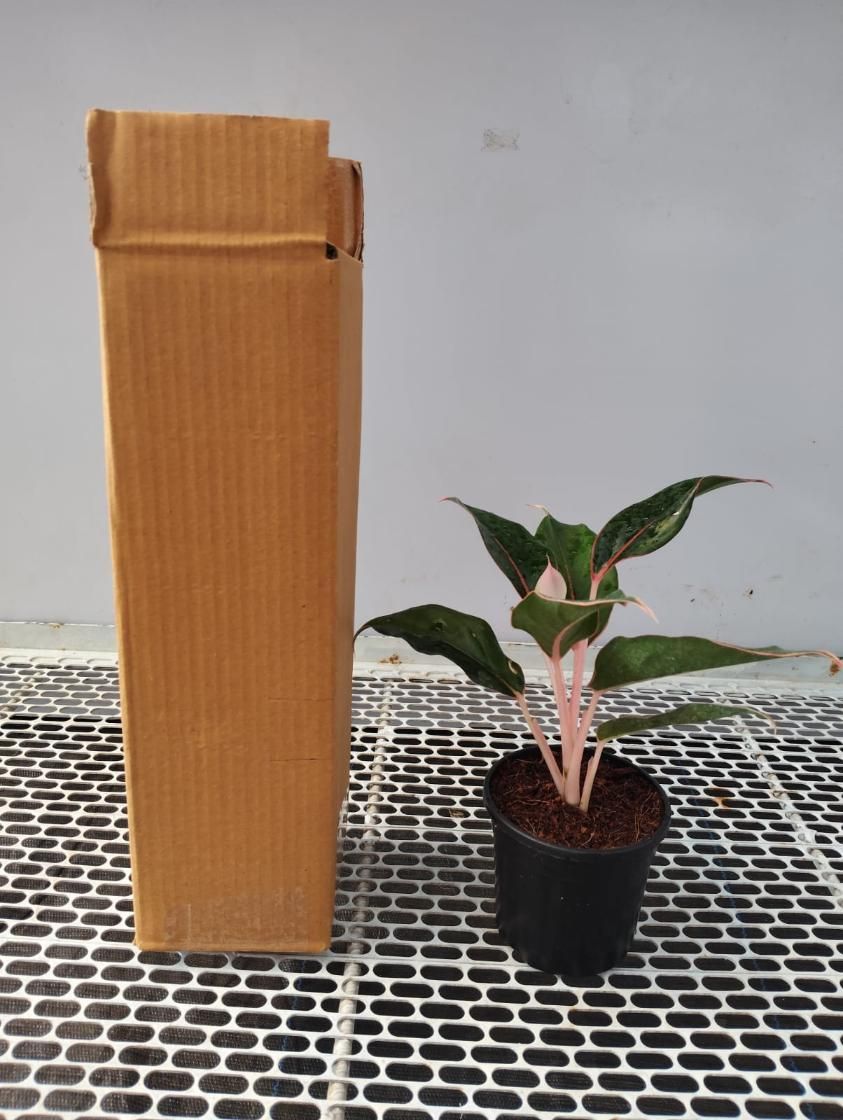 Aglaonema Black Lipstick Live Plant